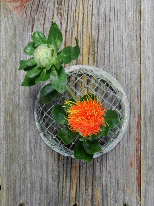 ORANGE CARTHEMUS SAFFLOWER